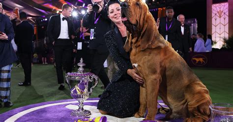 Westminster Dog Show 2023 live breed results, winners for every group ...