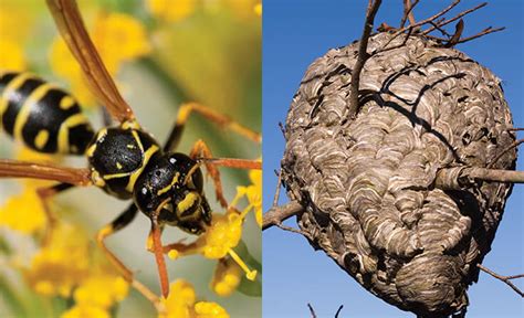 Bee Nest Identification ABC Humane Wildlife Control And Prevention ...