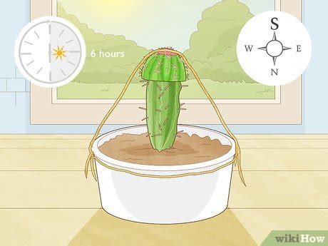 How to Propagate a Cactus: 4 Cutting & Growing Techniques