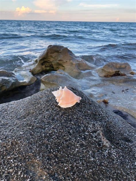 Seashell Juvenile Florida Fighting Conchs Strombus alatus | Etsy ...