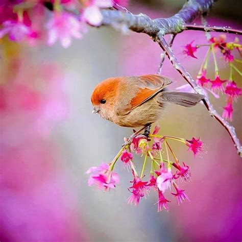 Little Bird In Spring Pictures, Photos, and Images for Facebook, Tumblr ...