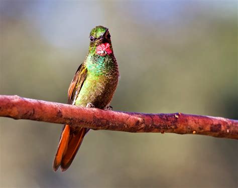 News from AGAMI image library - www.agami.nl: Birds from Brazil 2 ...