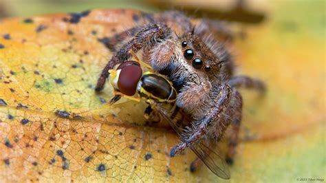 Phidippus princeps jumping spider with prey | Jumping spider, Prey, Spider