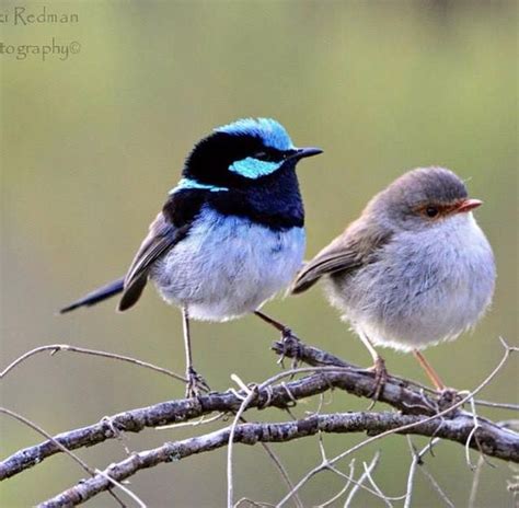 Male and female superb fairy wrens https://www.facebook.com/photo.php ...