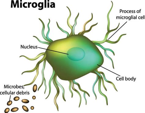 Glial Cells - The Definitive Guide | Biology Dictionary