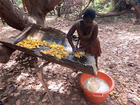 The paradox of cashew nut farming | by Cláudia Santos | FieldNotes | Medium