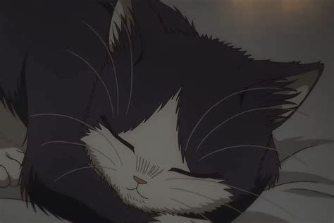 Anime:Doukyonin wa Hiza, Tokidoki, Atama no Ue. | Black cat anime, Cute ...