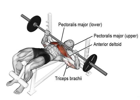 15 Best Barbell Bench Press Variations – Fitness Volt