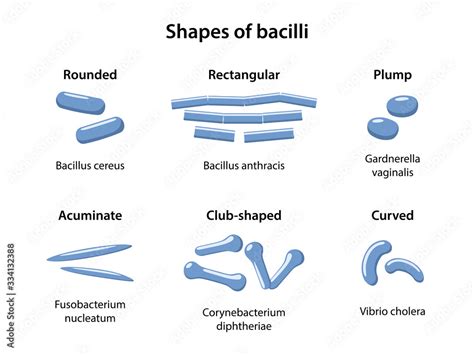 Bacillus Shape