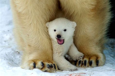 Les plus belles images d'animaux 2014 | Polar bear cub, Polar bear ...