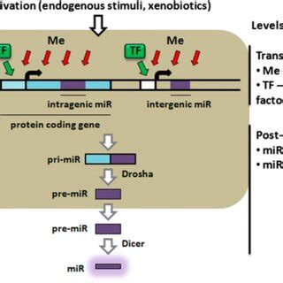 Levels of regulation of microRNA expression | Download Scientific Diagram