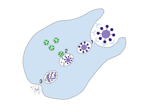 Phagocytosis - Definition, Function, Steps & Examples | Biology