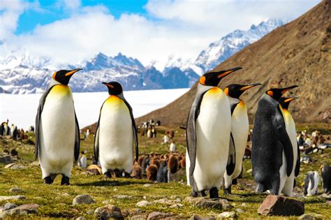 King Penguins, South Georgia Island, Antarctica jigsaw puzzle in ...