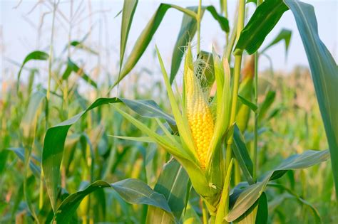 Planting and Growing Sweet Corn - Alabama Cooperative Extension System