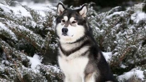 7 Dog Breeds That Love Cold Weather - Videos from The Weather Channel