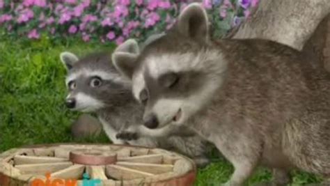 Wonder Pets Save The Raccoon - Mary Blog