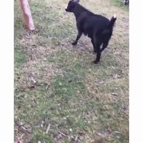 Fainting goats should avoid thrill rides. : r/funny