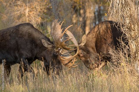 Bull Moose fighting Stock Photo | Adobe Stock