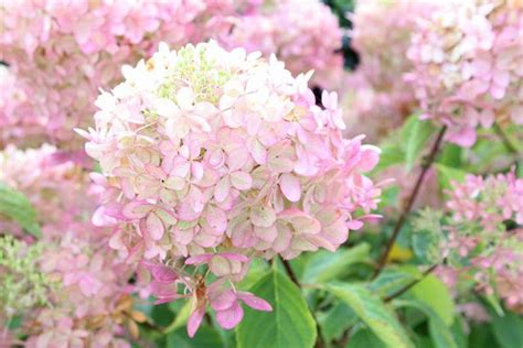 Hydrangea paniculata (Panicle Hydrangea)