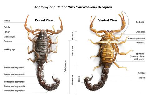 Scorpion Stings: From Mild Local Effects to Death