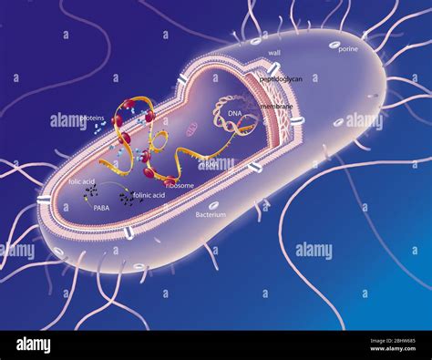 Gram negative bacterium in section, DNA, mRNA ribosomes, treatments ...