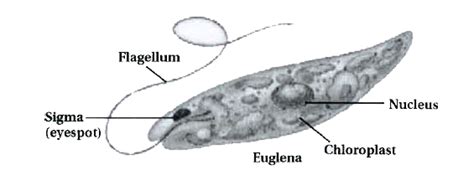 [Gujrati Solution] Write the general characteristics of Euglenoids.