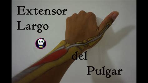 Extensor Largo del Pulgar - YouTube