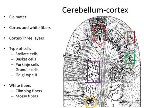 Histology of cerebrum and cerebellum