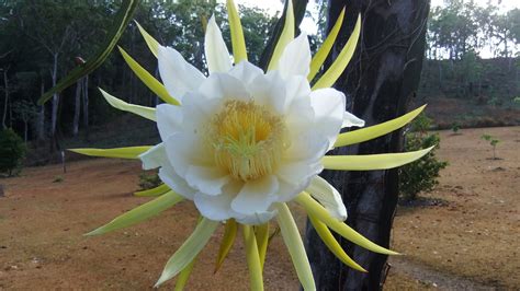 Oh what a beauty! The large flower of he Dragon Fruit plant only ...