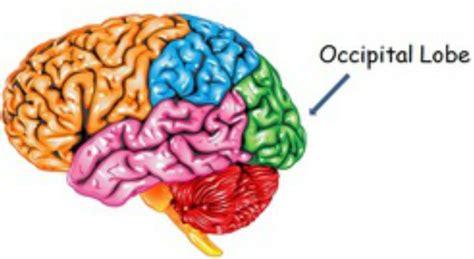 Occipital Lobe - neurology for newbies