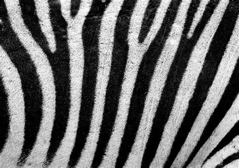 Zebra pattern, black and white | Free Photo - rawpixel