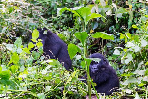 Meeting the Giants of the Forest – Gorilla Trekking in Bwindi ...