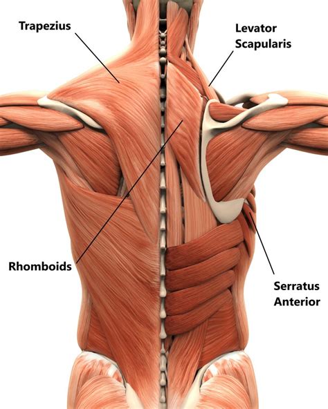 Scapula Stability - My Family Physio