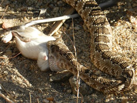 Predators and Prey Animals - American Southwest Desert