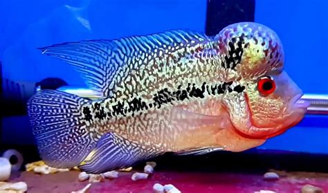 Different Types Of Flowerhorn Cichlid