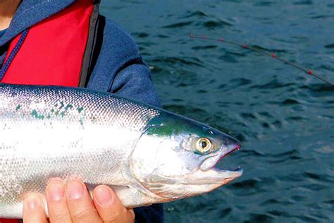 Kokanee Fishing Heats Up - WeSportFish.com