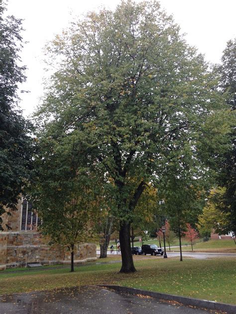 Little-leaf Linden | Bates Canopy | Bates College