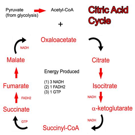 Krebs cycle - VirtualMedStudent.com