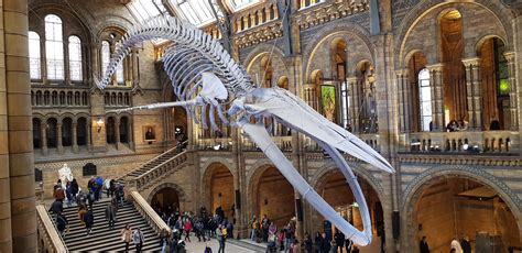 Natural History Museum, London : pics