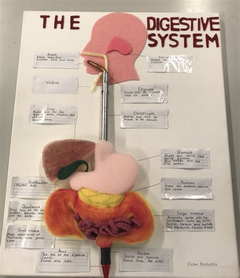 Digestive System Model Project