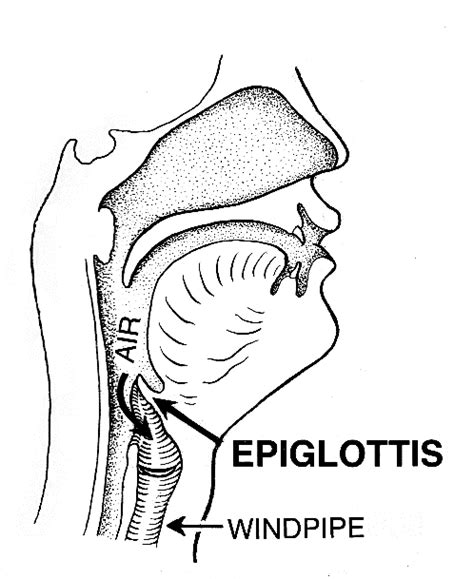 Where is the epiglottis located?