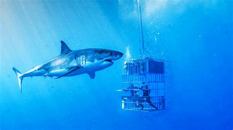 Top 5 Places To Go Cage Diving with Great White Sharks in San Diego ...