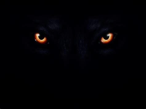 Wolf Eyes Wallpapers - Wallpaper Cave