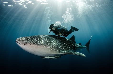 Basking Shark vs. Whale Shark: The Oceans’ Biggest Fish