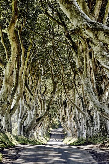 The Dark Hedges From The Game Of Thrones Television Series, Beech Trees ...