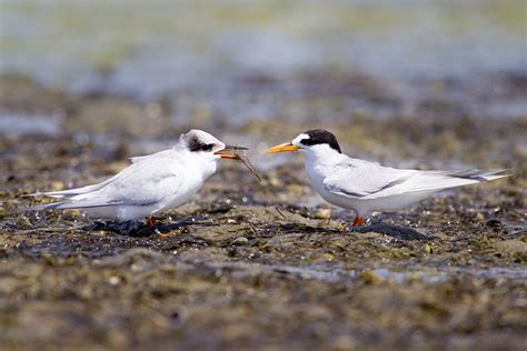 PHOTOGRAPHING NEW ZEALAND’S RAREST BIRD – NZ FAIRY TERN | Quality ...