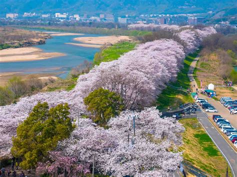 Khám phá Kyoto những địa điểm ngắm hoa anh đào đẹp ở kyoto trong mùa ...