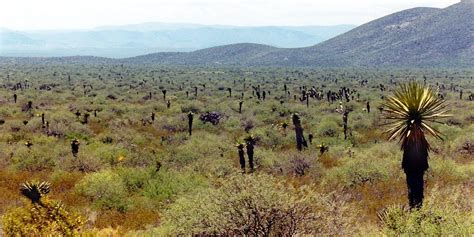 Chihuahuan Desert & Ecoregion (Mexico) | LAC Geo