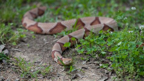 Brown snake baby copperhead snake texas 613311 - Saesipjos4sg7