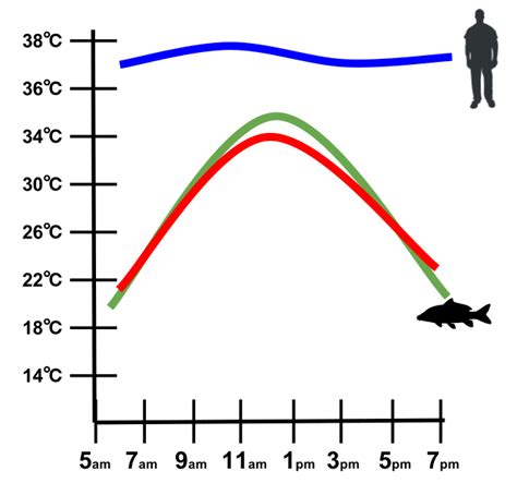 File:Endotherm vs Ectotherm Graph.svg - Wikimedia Commons